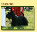 Casparino