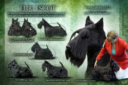 30 years of breading of scottish terriers Euri - Escot